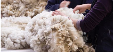 Wool being processed into yarn for carpet fiber