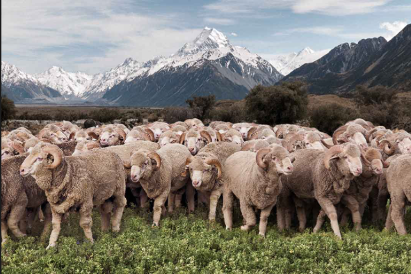 New Zealand Wool Sheep at the Farm