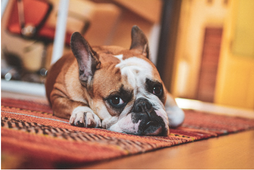 Dog on hand-woven soft area rug, made in india